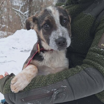 💥Batmann ist ein 3 Monate alter Welpe, sofort fiel sein fröhliches und freundliches Wesen auf ❤️, Mischling Welpen - Rüde