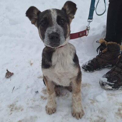 💥Batmann ist ein 3 Monate alter Welpe, sofort fiel sein fröhliches und freundliches Wesen auf ❤️, Mischlingswelpe Welpen - Rüde