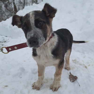 💥Batmann ist ein 3 Monate alter Welpe, sofort fiel sein fröhliches und freundliches Wesen auf ❤️, Mischlingswelpe Welpen - Rüde