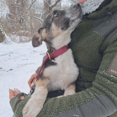 💥Batmann ist ein 3 Monate alter Welpe, sofort fiel sein fröhliches und freundliches Wesen auf ❤️, Mischlingswelpe Welpen - Rüde