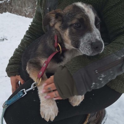 💥Batmann ist ein 3 Monate alter Welpe, sofort fiel sein fröhliches und freundliches Wesen auf ❤️, Mischlingswelpe Welpen - Rüde