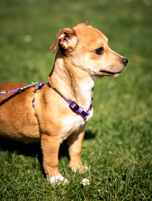 Baylili, mischling Welpen - Hündin