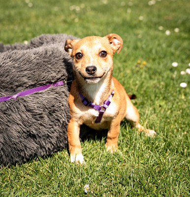 Baylili, mischling Welpen - Hündin