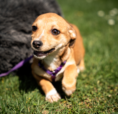 Baylili, mischling Welpen - Hündin