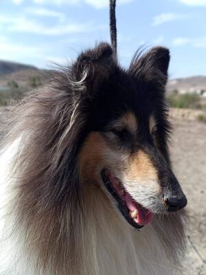 Bayron, Collie - Rüde