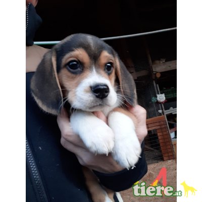 Beagle Welpen - Rüde