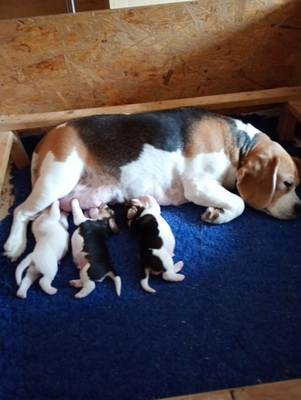 Beagle Welpen - Rüde