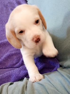 Beagle Welpen - Rüde