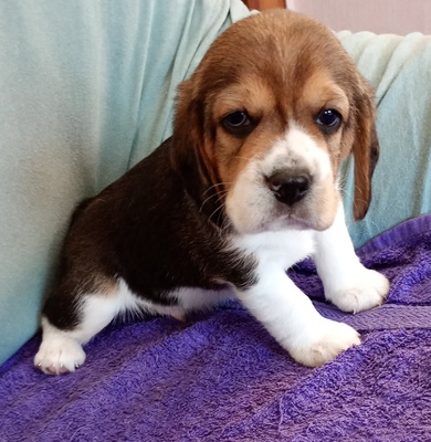 Beagle Welpen - Rüde