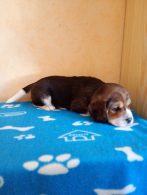 Beagle Welpen - Rüde