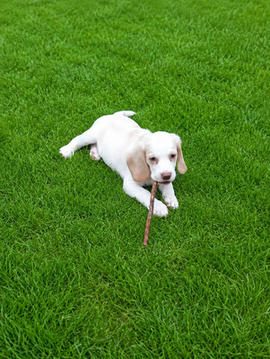Beagle Welpen - Rüde