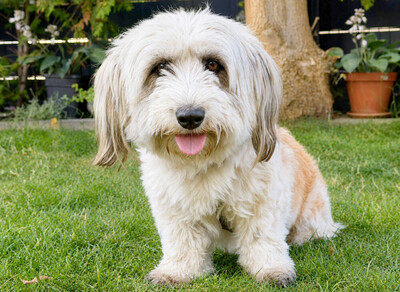 Bearded Collie Mix, Bearded Collie Mix - Hündin