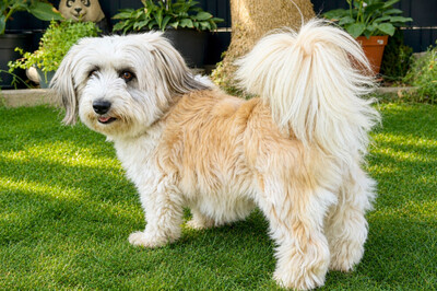 Bearded Collie Mix, Bearded Collie Mix - Hündin