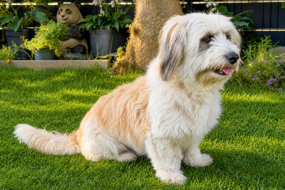 Bearded Collie Mix, Bearded Collie Mix - Hündin