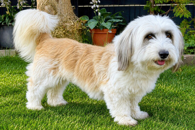 Bearded Collie Mix, Bearded Collie Mix - Hündin