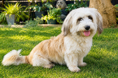 Bearded Collie Mix, Bearded Collie Mix - Hündin