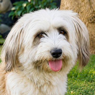 Bearded Collie Mix, Bearded Collie Mix - Hündin