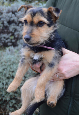Beate, Yorkshire-Terrier-Mix Welpen - Hündin