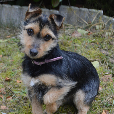 Beate, Yorkshire-Terrier-Mix Welpen - Hündin