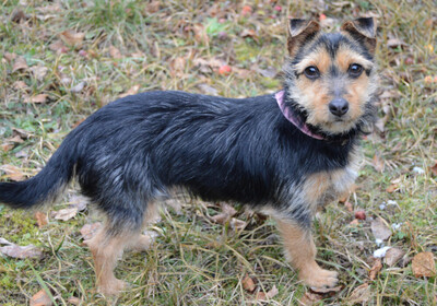 Beate, Yorkshire-Terrier-Mix Welpen - Hündin