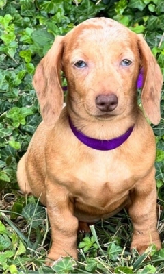 Beate, Zwergdackel - Hündin