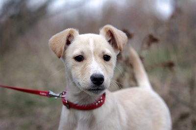 Beatrice, Mischling Welpen - Hündin