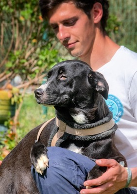 Beatriz - sanfte junge Hündin sucht ihr Glück