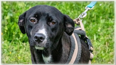 Beatriz - sanfte junge Hündin sucht ihr Glück, Mischling - Hündin