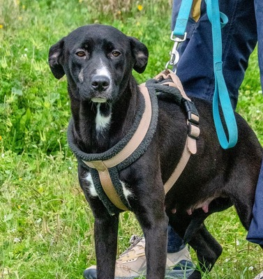 Beatriz - sanfte junge Hündin sucht ihr Glück, Mischling - Hündin