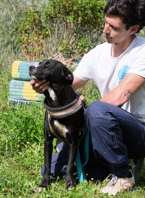 Beatriz - sanfte junge Hündin sucht ihr Glück, Mischling - Hündin