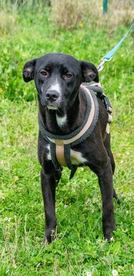 Beatriz - sanfte junge Hündin sucht ihr Glück, Mischling - Hündin