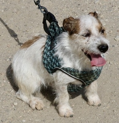 Beau, Mix - Rüde