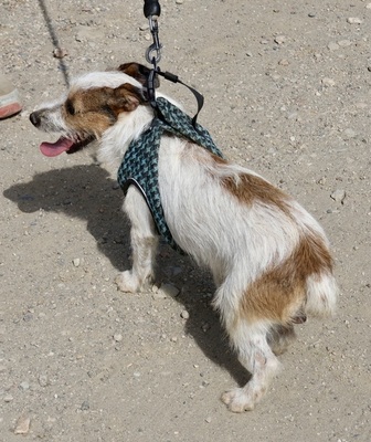Beau, Mix - Rüde