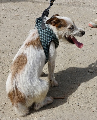 Beau, Mix - Rüde