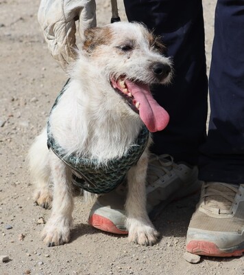 Beau, Mix - Rüde