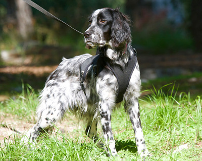 Beauty - Freundliche Hundedame, ca. 7 Monate, Mischling - Hündin