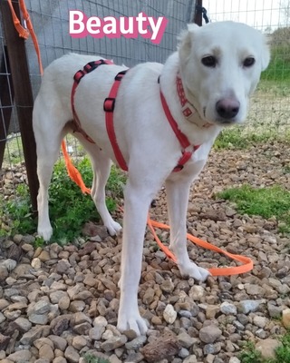 Beauty, Mischling - Hündin