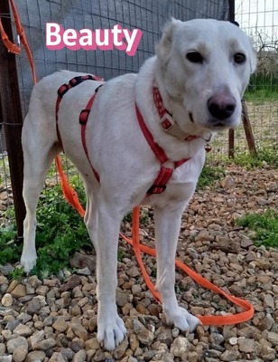 Beauty, Mischling - Hündin