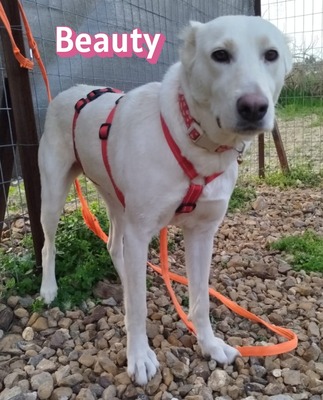 Beauty, Mischling - Hündin