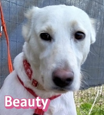 Beauty, Mischling - Hündin