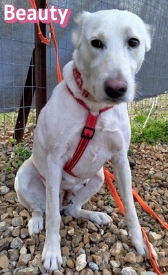 Beauty, Mischling - Hündin