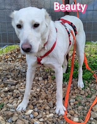 Beauty, Mischling - Hündin