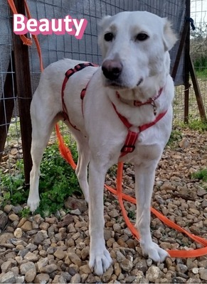 Beauty, Mischling - Hündin