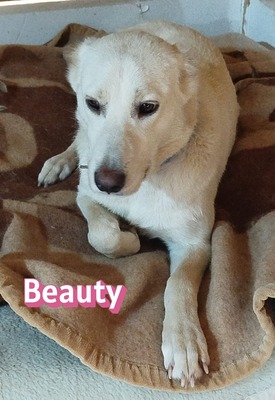 Beauty, Mischling - Hündin