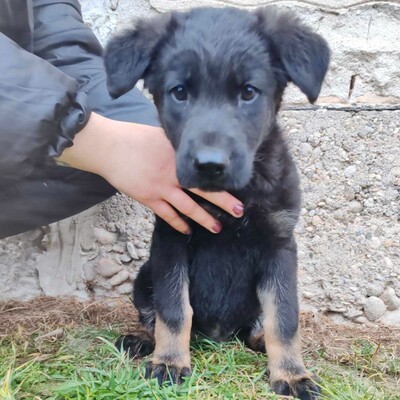 💥Becky Balto und Bibi sind 3 Monate alte Welpen die verlassen auf den Feldern in der Nähe eines Dorfes gefunden wurden💥, Schäferhund-Mischlingswelpin Welpen - Hündin