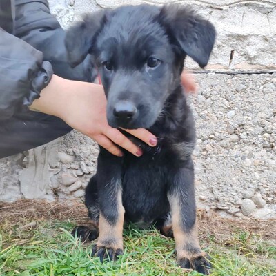 💥Becky Balto und Bibi sind 3 Monate alte Welpen die verlassen auf den Feldern in der Nähe eines Dorfes gefunden wurden💥, Schäferhund-Mischlingswelpin Welpen - Hündin