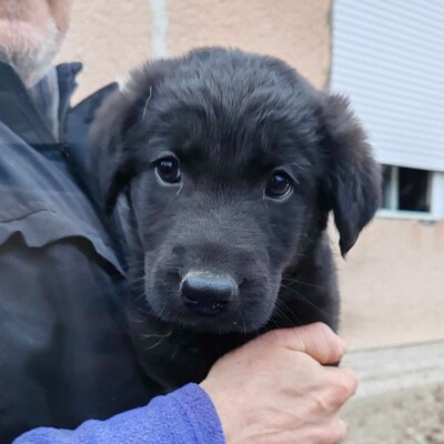 💥Becky Balto und Bibi sind 3 Monate alte Welpen die verlassen auf den Feldern in der Nähe eines Dorfes gefunden wurden💥, Schäferhund-Mischlingswelpin Welpen - Hündin