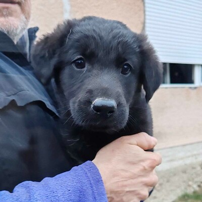 💥Becky Balto und Bibi sind 3 Monate alte Welpen die verlassen auf den Feldern in der Nähe eines Dorfes gefunden wurden💥, Schäferhund-Mischlingswelpin Welpen - Hündin