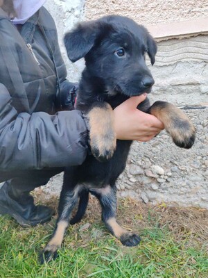 💥Becky Balto und Bibi sind 3 Monate alte Welpen die verlassen auf den Feldern in der Nähe eines Dorfes gefunden wurden💥, Schäferhund-Mischlingswelpin Welpen - Hündin