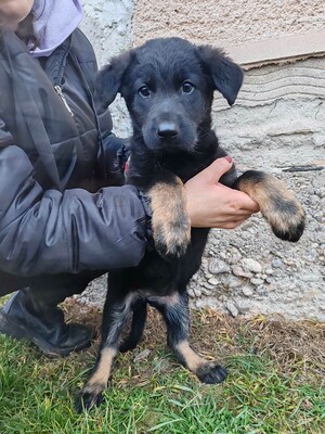 💥Becky Balto und Bibi sind 3 Monate alte Welpen die verlassen auf den Feldern in der Nähe eines Dorfes gefunden wurden💥, Schäferhund-Mischlingswelpin Welpen - Hündin